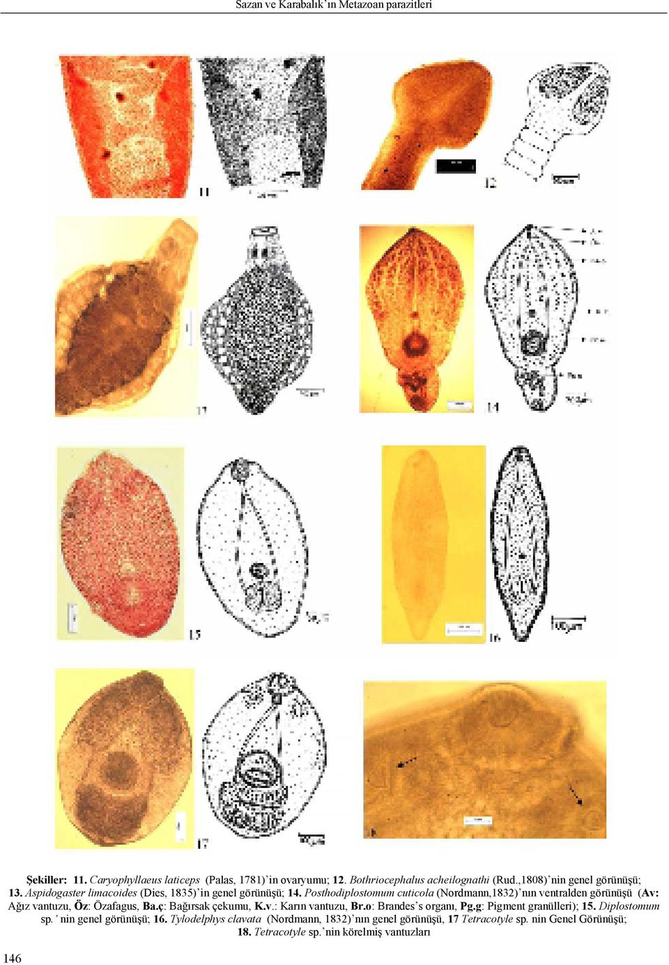 Posthodiplostomum cuticola (Nordmann,1832) nın ventralden görünüşü (Av: Ağız vantuzu, Öz: Özafagus, Ba.ç: Bağırsak çekumu, K.v.: Karın vantuzu, Br.