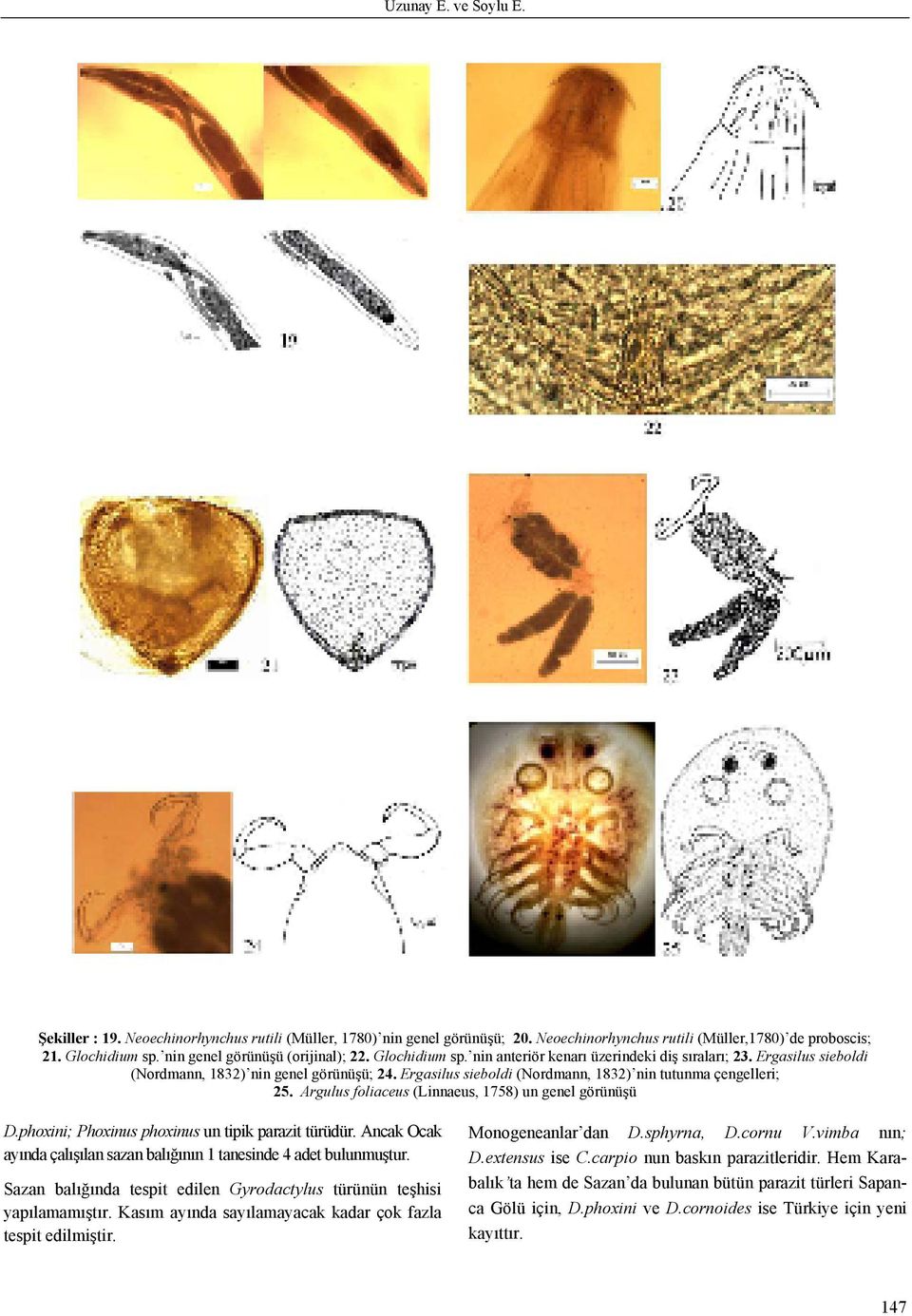 Ergasilus sieboldi (Nordmann, 1832) nin tutunma çengelleri; 25. Argulus foliaceus (Linnaeus, 1758) un genel görünüşü D.phoxini; Phoxinus phoxinus un tipik parazit türüdür.