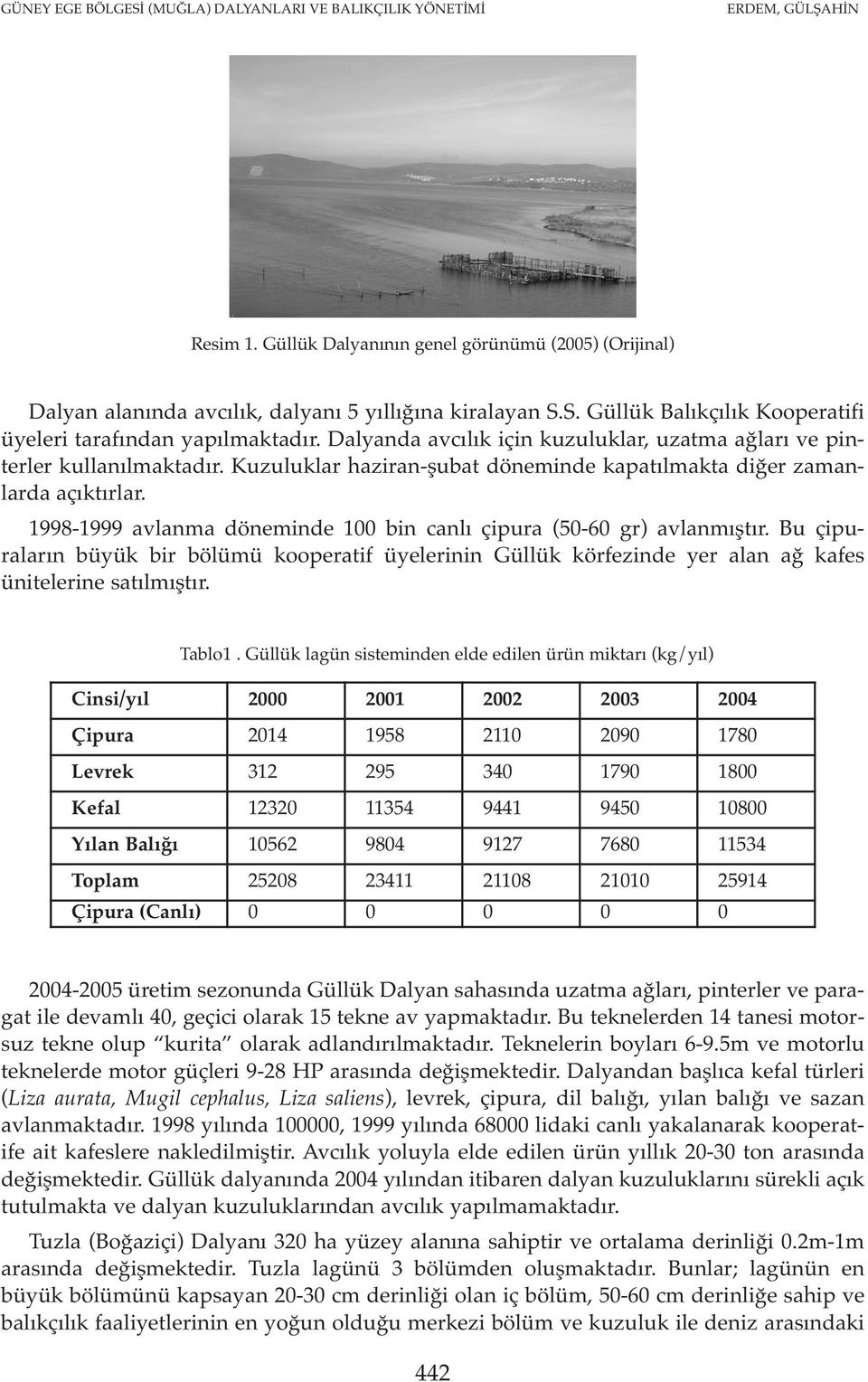 1998-1999 avlanma döneminde 100 bin canlı çipura (50-60 gr) avlanmıştır. Bu çipuraların büyük bir bölümü kooperatif üyelerinin Güllük körfezinde yer alan ağ kafes ünitelerine satılmıştır. Tablo1.