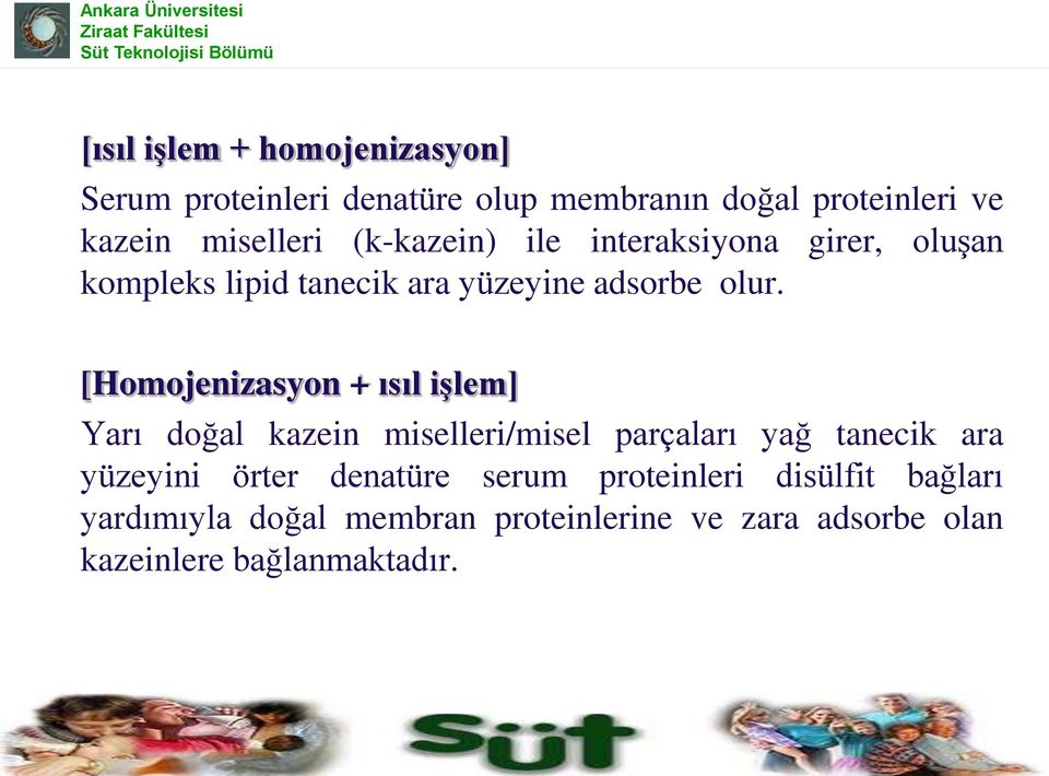 [Homojenizasyon + ısıl işlem] Yarı doğal kazein miselleri/misel parçaları yağ tanecik ara yüzeyini örter