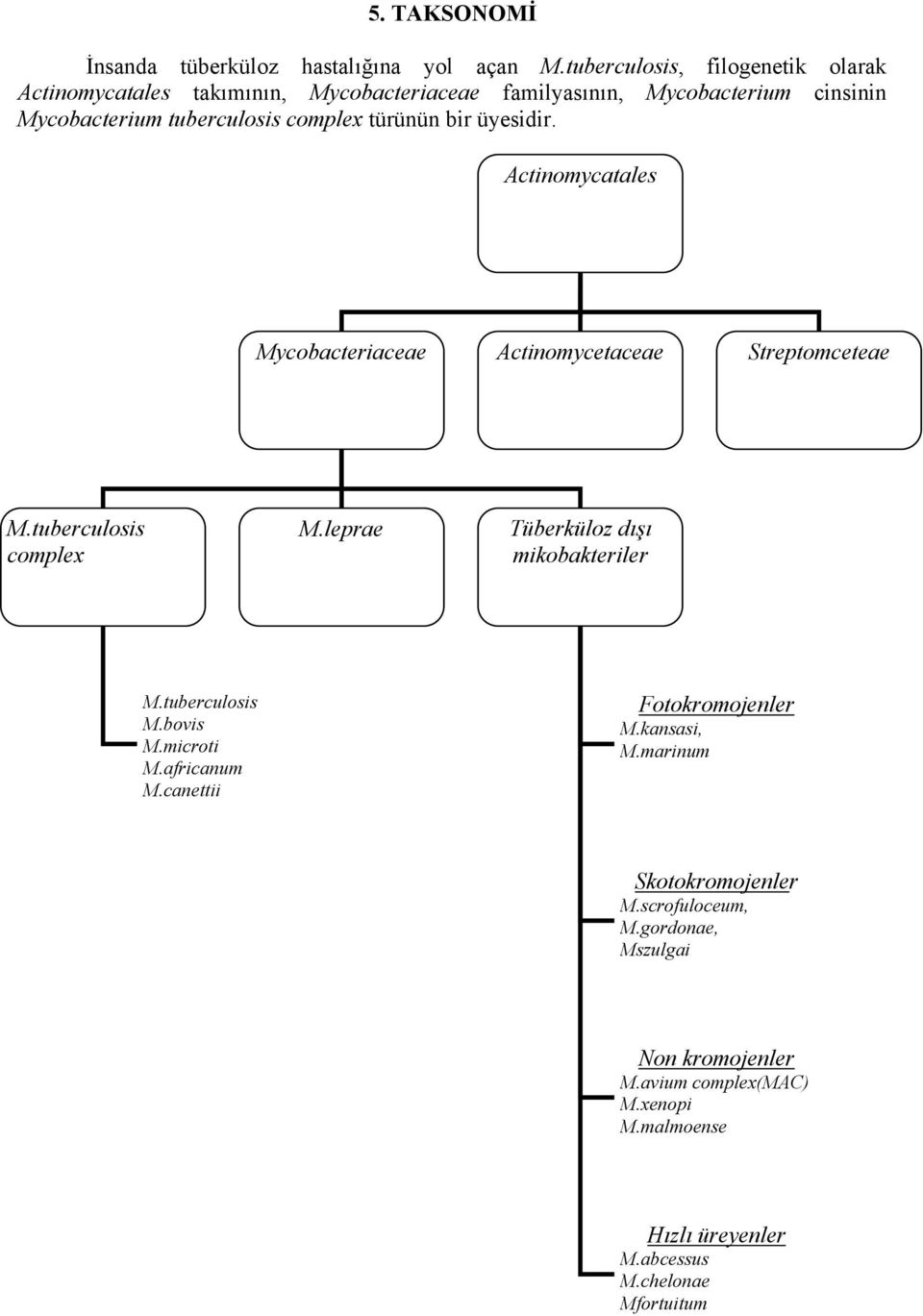 türünün bir üyesidir. Actinomycatales Mycobacteriaceae Actinomycetaceae Streptomceteae M.tuberculosis complex M.leprae Tüberküloz dışı mikobakteriler M.