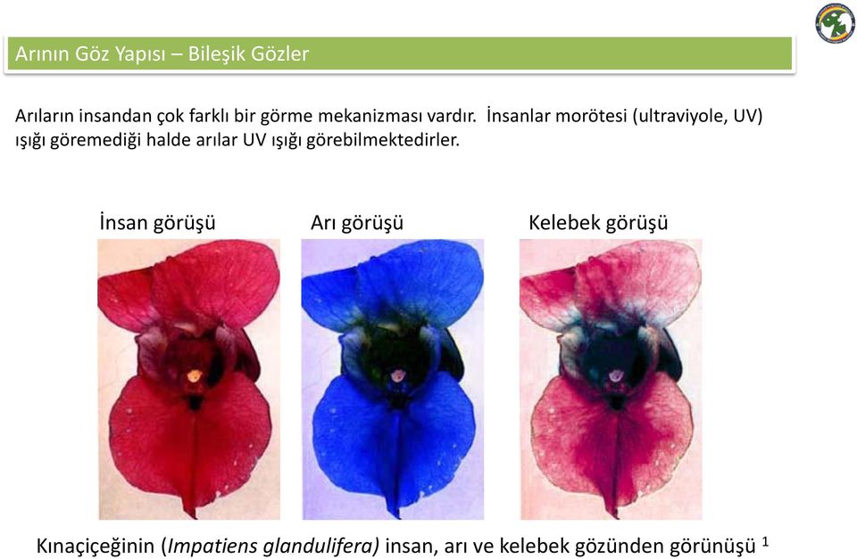 İnsanlar morötesi (ultraviyole, UV) ışığı göremediği halde arılar UV ışığı