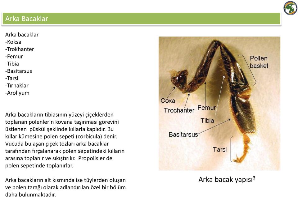 Vücuda bulaşan çiçek tozları arka bacaklar tarafından fırçalanarak polen sepetindeki kılların arasına toplanır ve sıkıştırılır.