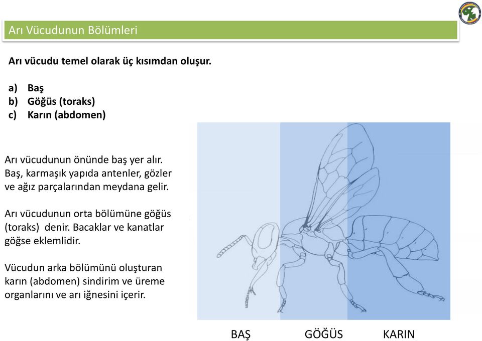 Baş, karmaşık yapıda antenler, gözler ve ağız parçalarından meydana gelir.