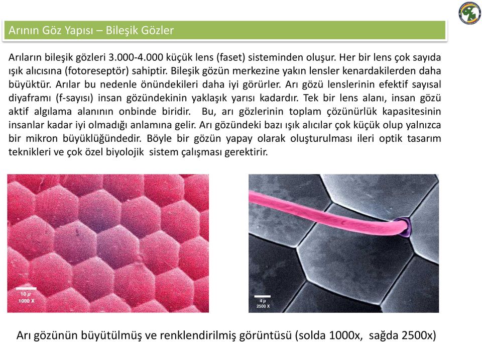 Arı gözü lenslerinin efektif sayısal diyaframı (f-sayısı) insan gözündekinin yaklaşık yarısı kadardır. Tek bir lens alanı, insan gözü aktif algılama alanının onbinde biridir.