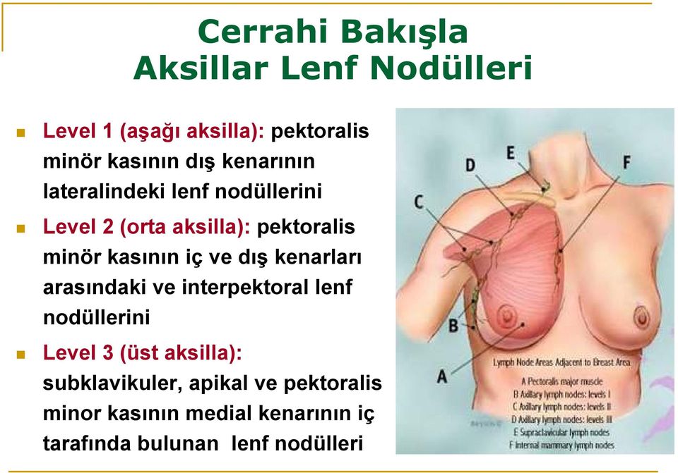 ve dış kenarları arasındaki ve interpektoral lenf nodüllerini Level 3 (üst aksilla):