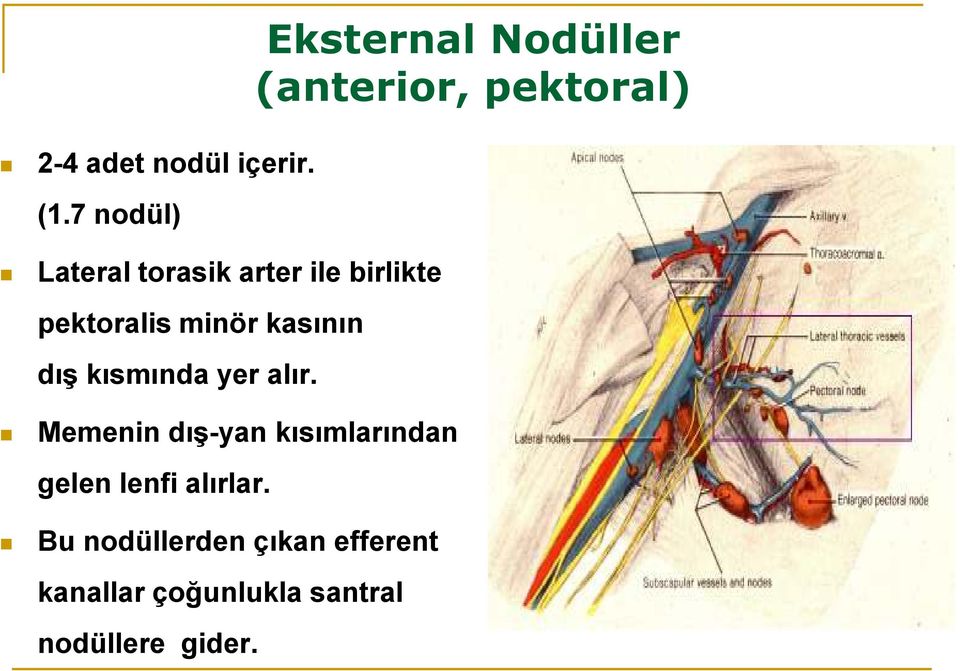 dış kısmında yer alır.