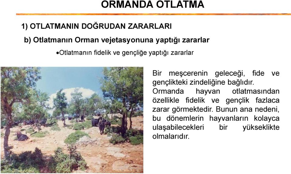 bağlıdır. Ormanda hayvan otlatmasından özellikle fidelik ve gençlik fazlaca zarar görmektedir.