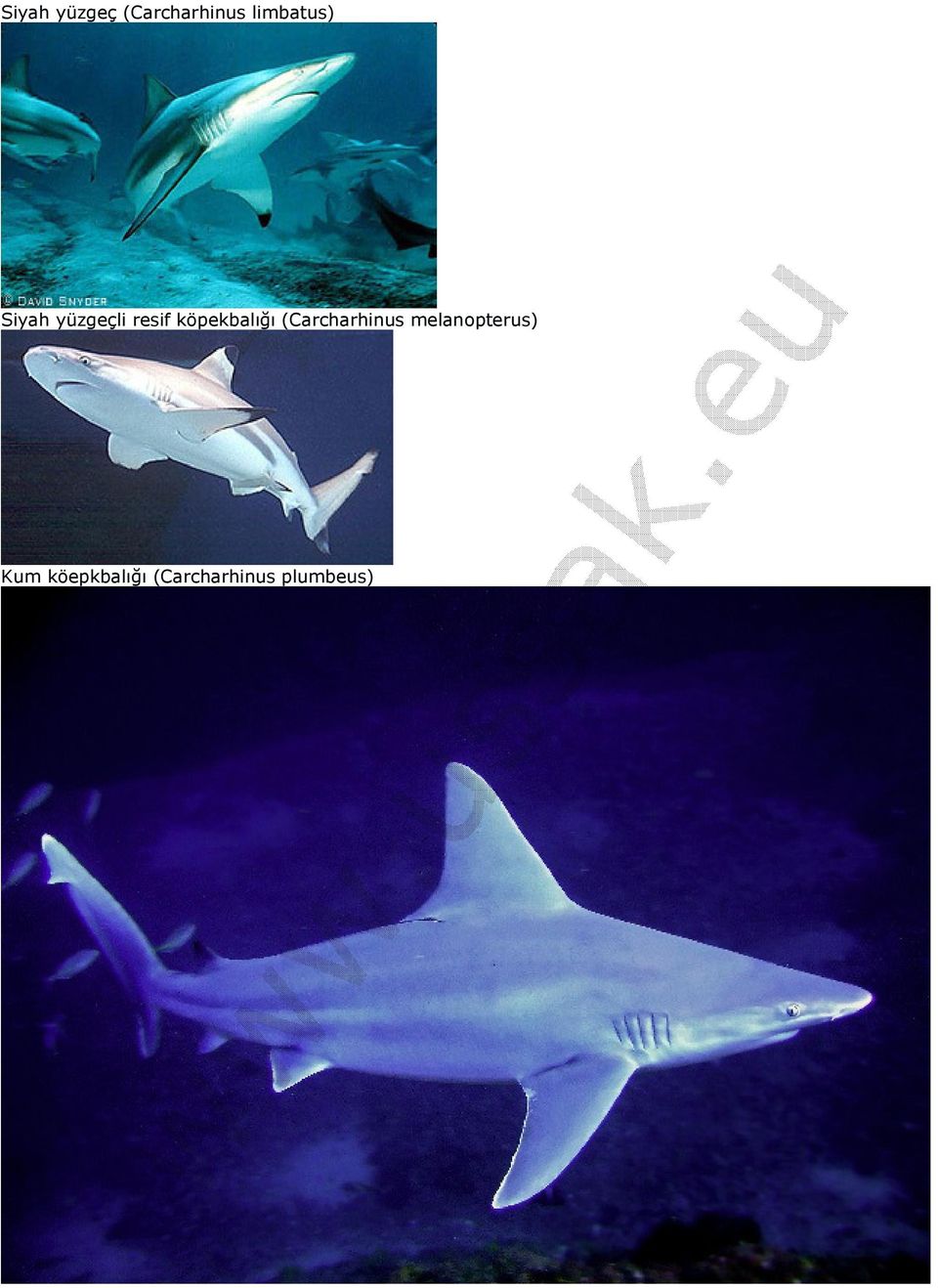 köpekbalığı (Carcharhinus