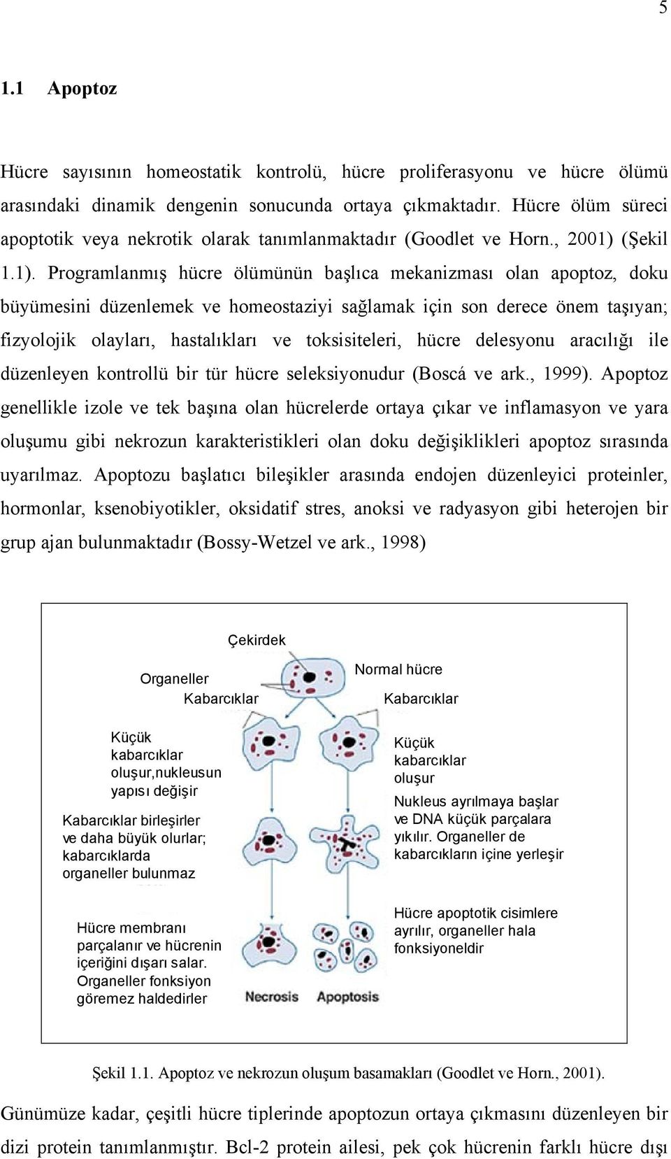 (Şekil 1.1).