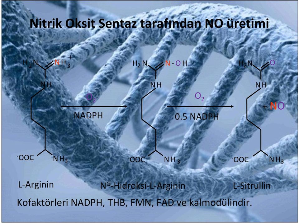 5 NADPH + NO - OOC N H - 3 OOC N H - 3 OOC N H 3 L-Arginin N G