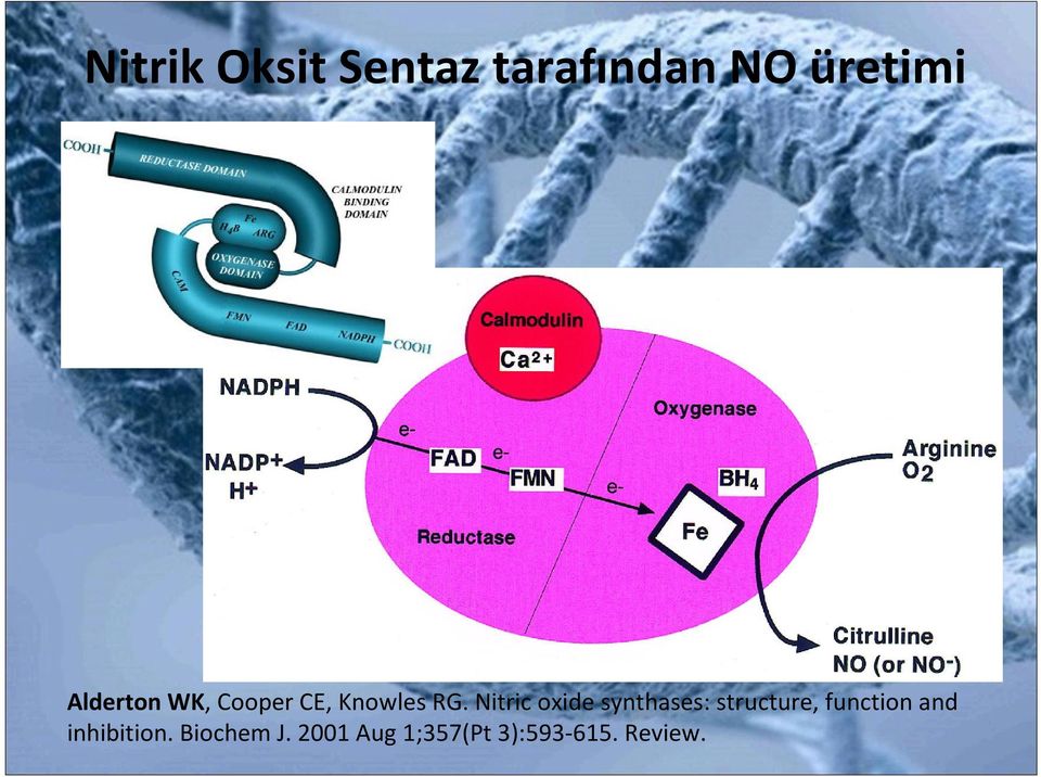 Nitric oxide synthases: structure, function