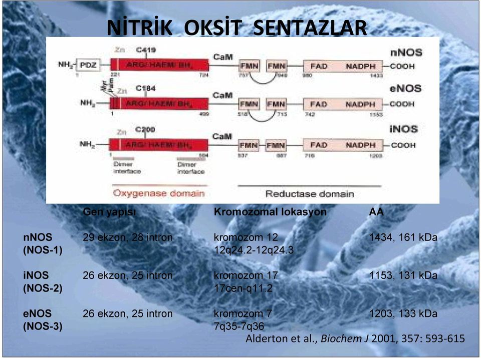 3 inos 26 ekzon, 25 intron kromozom 17 1153, 131 kda (NOS-2) 17cen-q11.