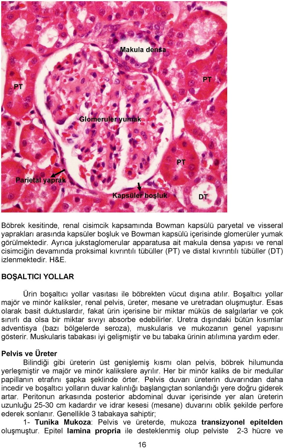 BOŞALTICI YOLLAR Ürin boşaltıcı yollar vasıtası ile böbrekten vücut dışına atılır. Boşaltıcı yollar majör ve minör kaliksler, renal pelvis, üreter, mesane ve uretradan oluşmuştur.