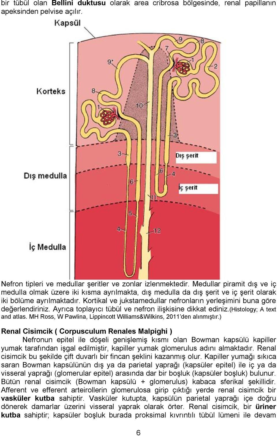 Kortikal ve jukstamedullar nefronların yerleşimini buna göre değerlendiriniz. Ayrıca toplayıcı tübül ve nefron ilişkisine dikkat ediniz.(histology; A text and atlas.