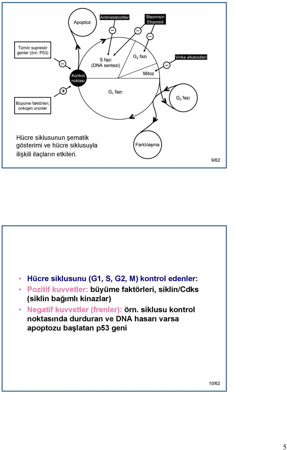 faktörleri, siklin/cdks (siklin bağımlı kinazlar) Negatif kuvvetler (frenler): örn.