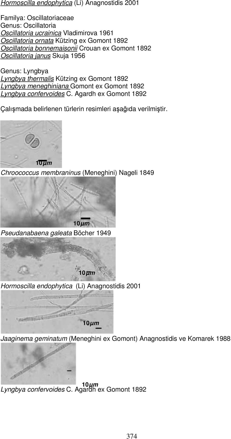 Lyngbya confervoides C. Agardh ex Gomont 1892 Çalışmada belirlenen türlerin resimleri aşağıda verilmiştir.