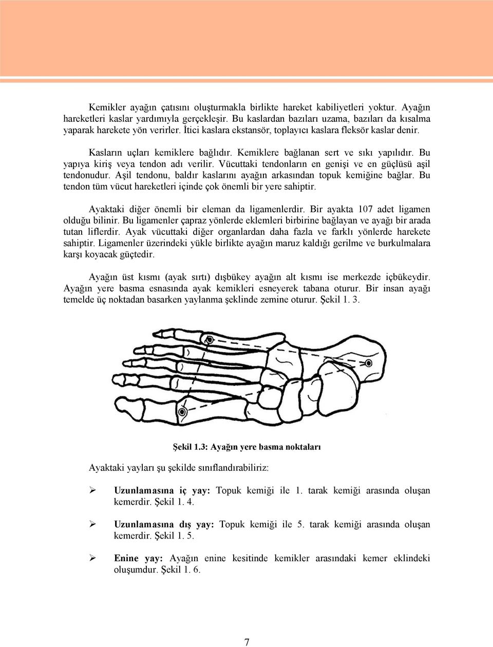 Kemiklere bağlanan sert ve sıkı yapılıdır. Bu yapıya kiriş veya tendon adı verilir. Vücuttaki tendonların en genişi ve en güçlüsü aşil tendonudur.