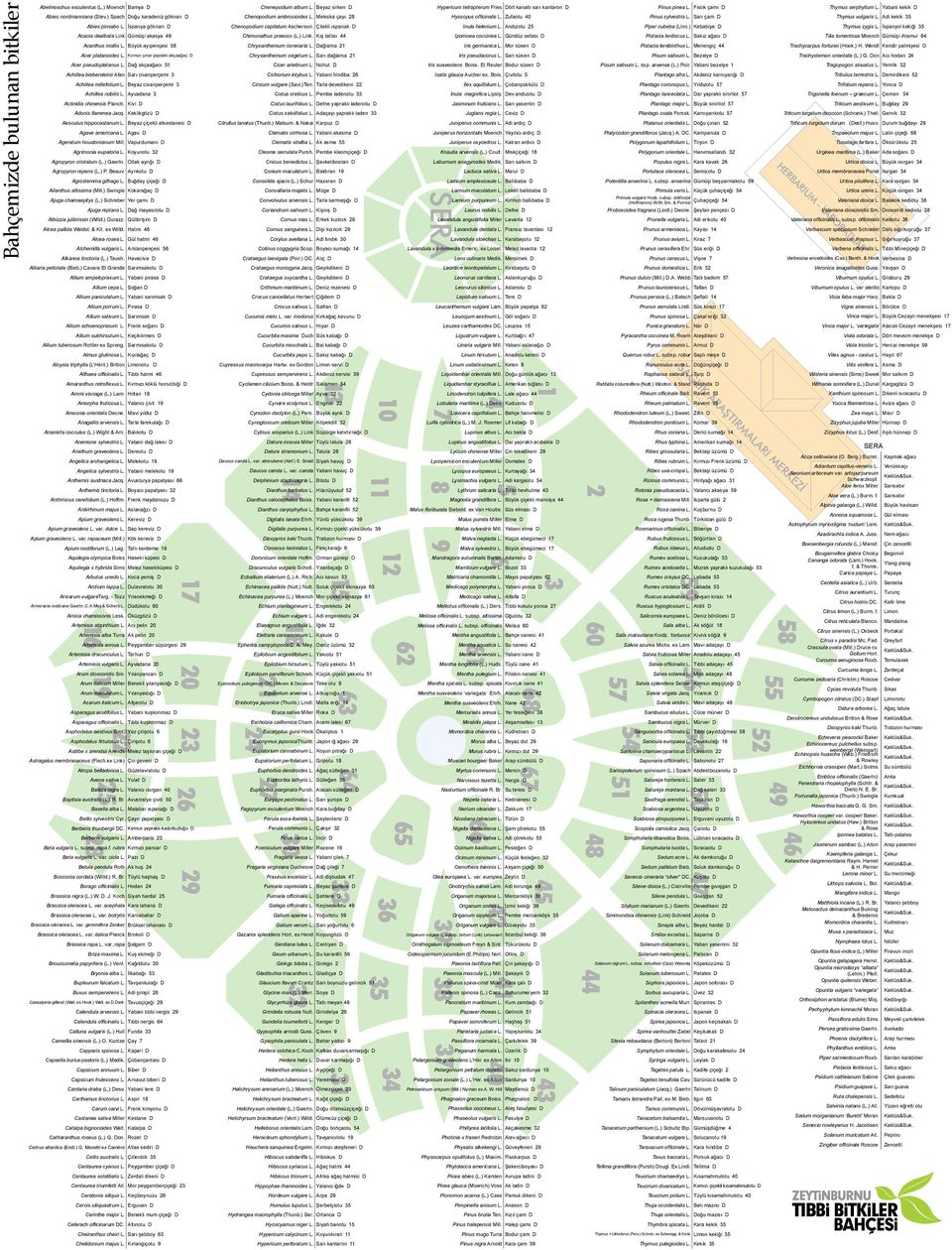 Dağ akçaağacı 51 Achillea biebersteinii Afan Sarı civanperçemi 3 Achillea millefolium L. Beyaz civanperçemi 3 Achillea nobilis L. Ayvadana 3 Actinidia chinensis Planch. Kivi D Adonis flammea Jacq.