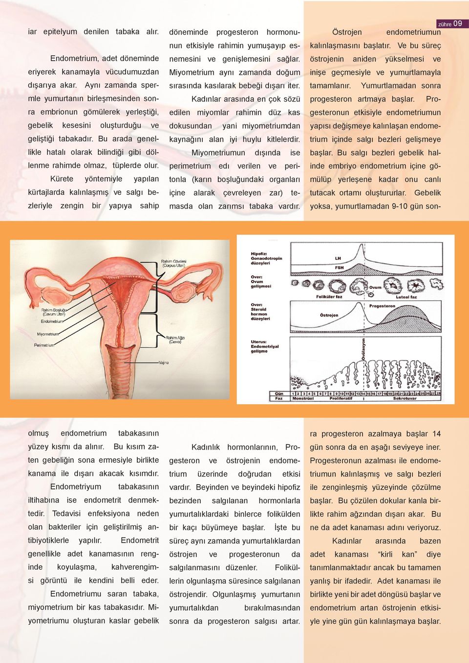 Aynı zamanda sper- sırasında kasılarak bebeği dışarı iter. tamamlanır.