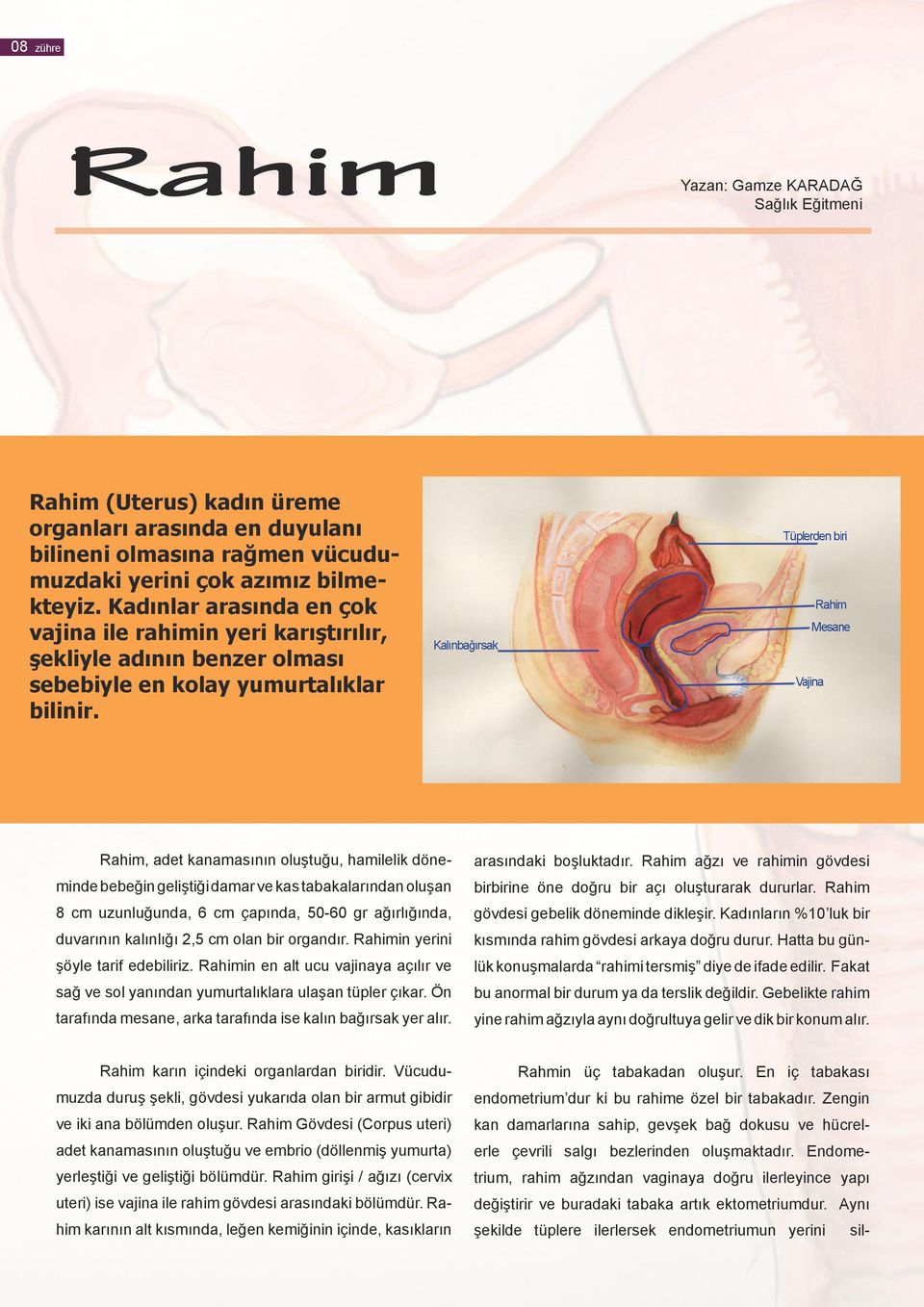 Rahim, adet kanamasının oluştuğu, hamilelik döneminde bebeğin geliştiği damar ve kas tabakalarından oluşan 8 cm uzunluğunda, 6 cm çapında, 50-60 gr ağırlığında, duvarının kalınlığı 2,5 cm olan bir