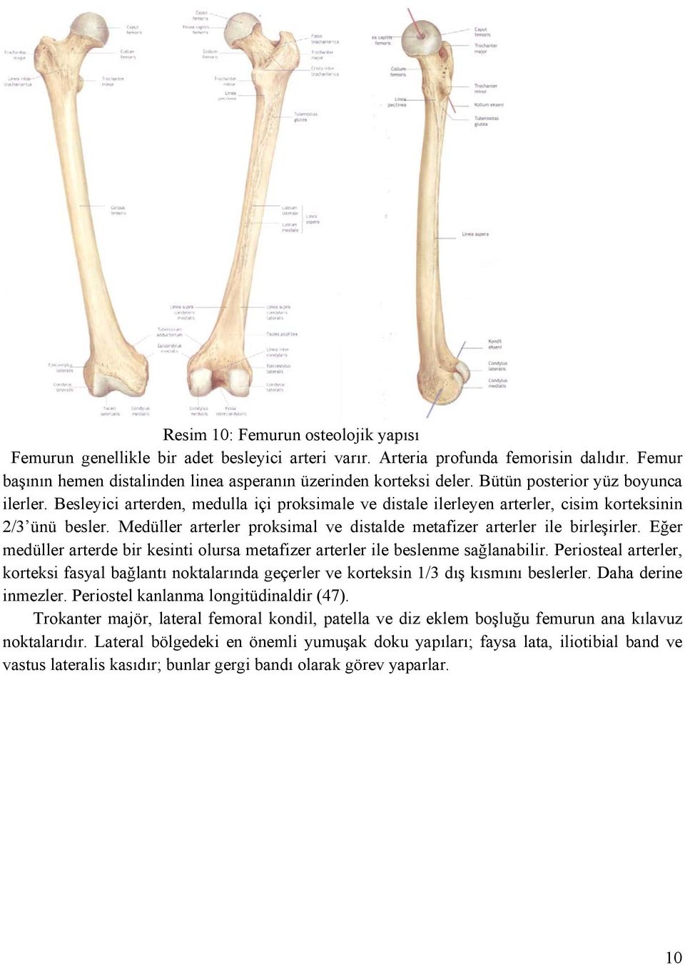 Medüller arterler proksimal ve distalde metafizer arterler ile birleşirler. Eğer medüller arterde bir kesinti olursa metafizer arterler ile beslenme sağlanabilir.