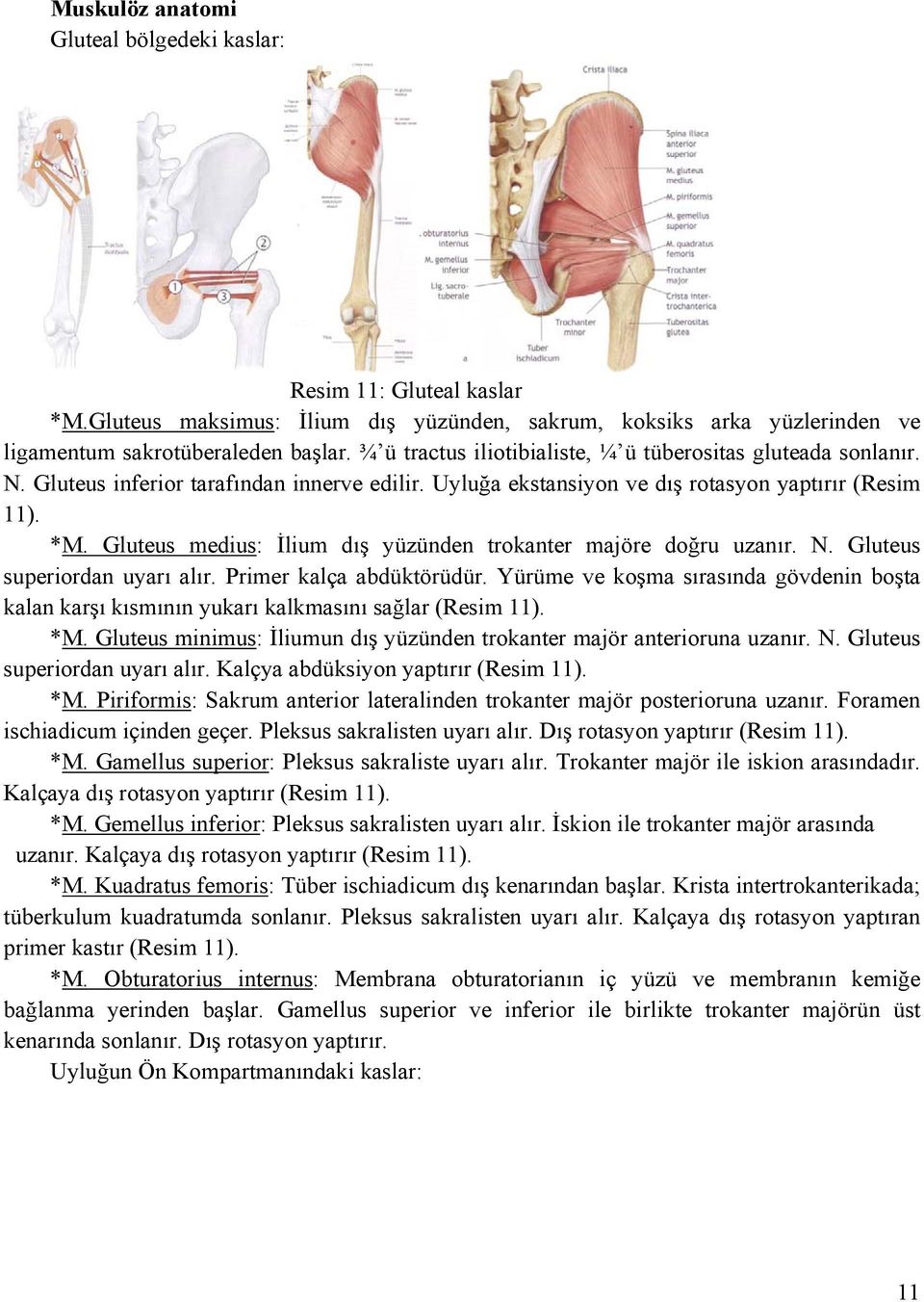 Gluteus medius: İlium dış yüzünden trokanter majöre doğru uzanır. N. Gluteus superiordan uyarı alır. Primer kalça abdüktörüdür.