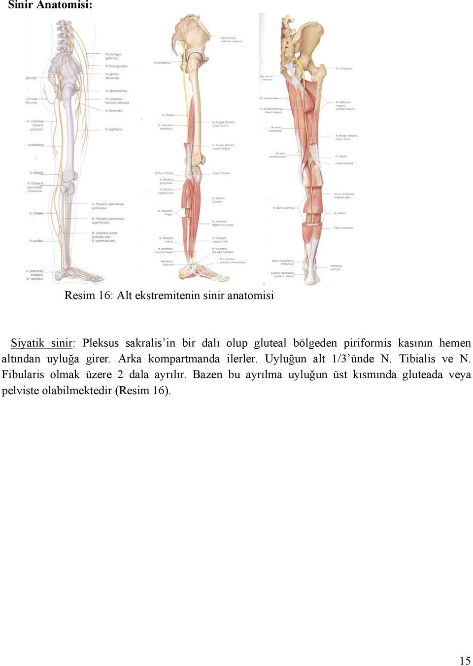 Arka kompartmanda ilerler. Uyluğun alt 1/3 ünde N. Tibialis ve N.