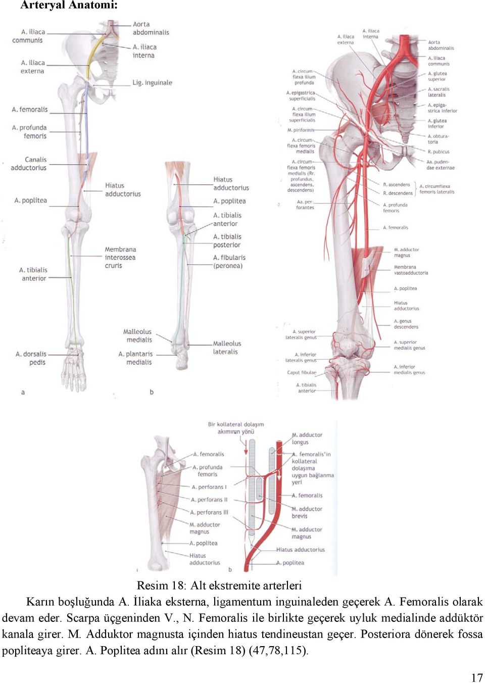 Scarpa üçgeninden V., N. Femoralis ile birlikte geçerek uyluk medialinde addüktör kanala girer. M.