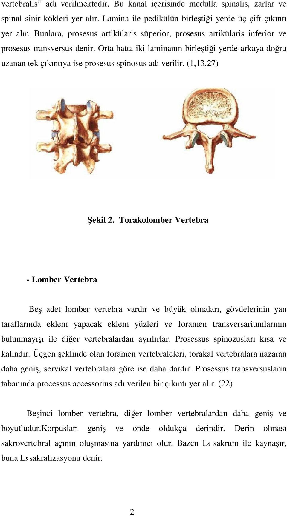 Orta hatta iki laminanın birleştiği yerde arkaya doğru uzanan tek çıkıntıya ise prosesus spinosus adı verilir. (1,13,27) Şekil 2.