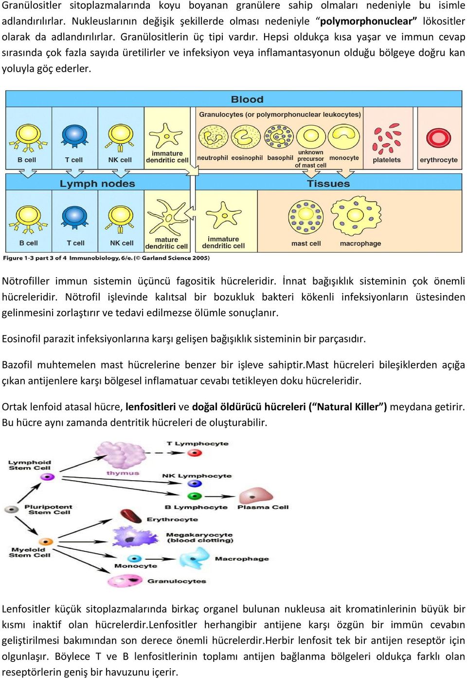 Hepsi oldukça kısa yaşar ve immun cevap sırasında çok fazla sayıda üretilirler ve infeksiyon veya inflamantasyonun olduğu bölgeye doğru kan yoluyla göç ederler.