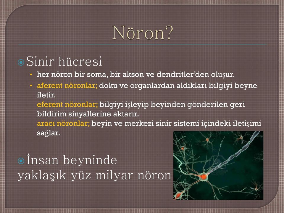 eferent nöronlar; bilgiyi işleyip beyinden gönderilen geri bildirim sinyallerine