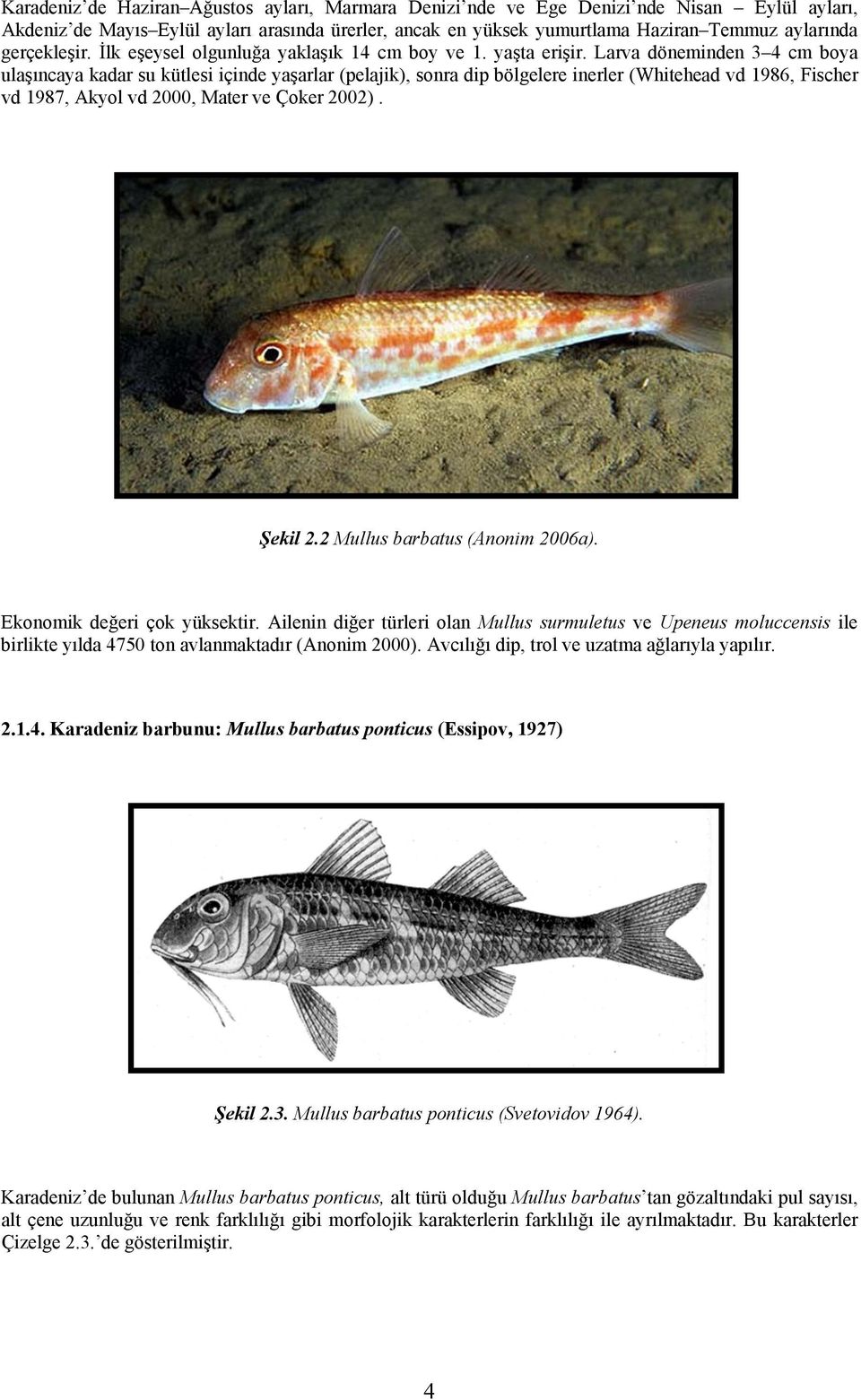 Larva döneminden 3 4 cm boya ulaşıncaya kadar su kütlesi içinde yaşarlar (pelajik), sonra dip bölgelere inerler (Whitehead vd 1986, Fischer vd 1987, Akyol vd 2000, Mater ve Çoker 2002). Şekil 2.