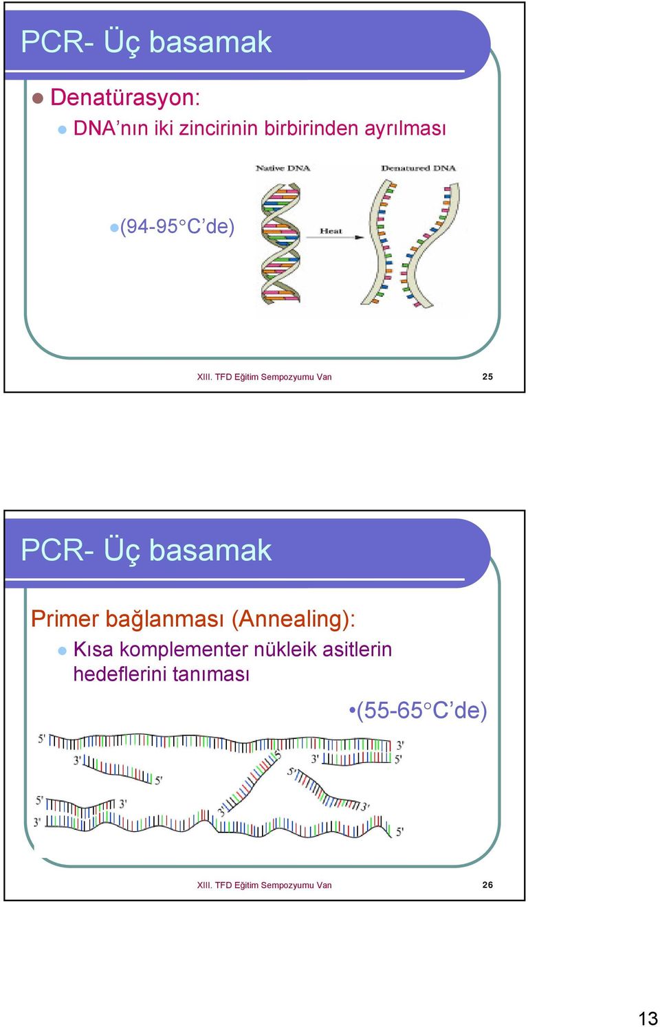 TFD Eğitim Sempozyumu Van 25 PCR- Üç basamak Primer bağlanması
