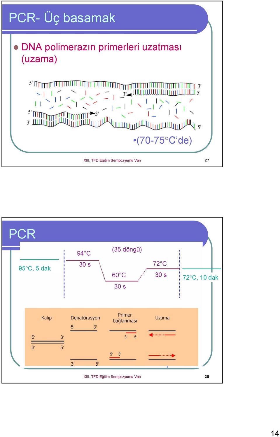 TFD Eğitim Sempozyumu Van 27 PCR 95 C, 5