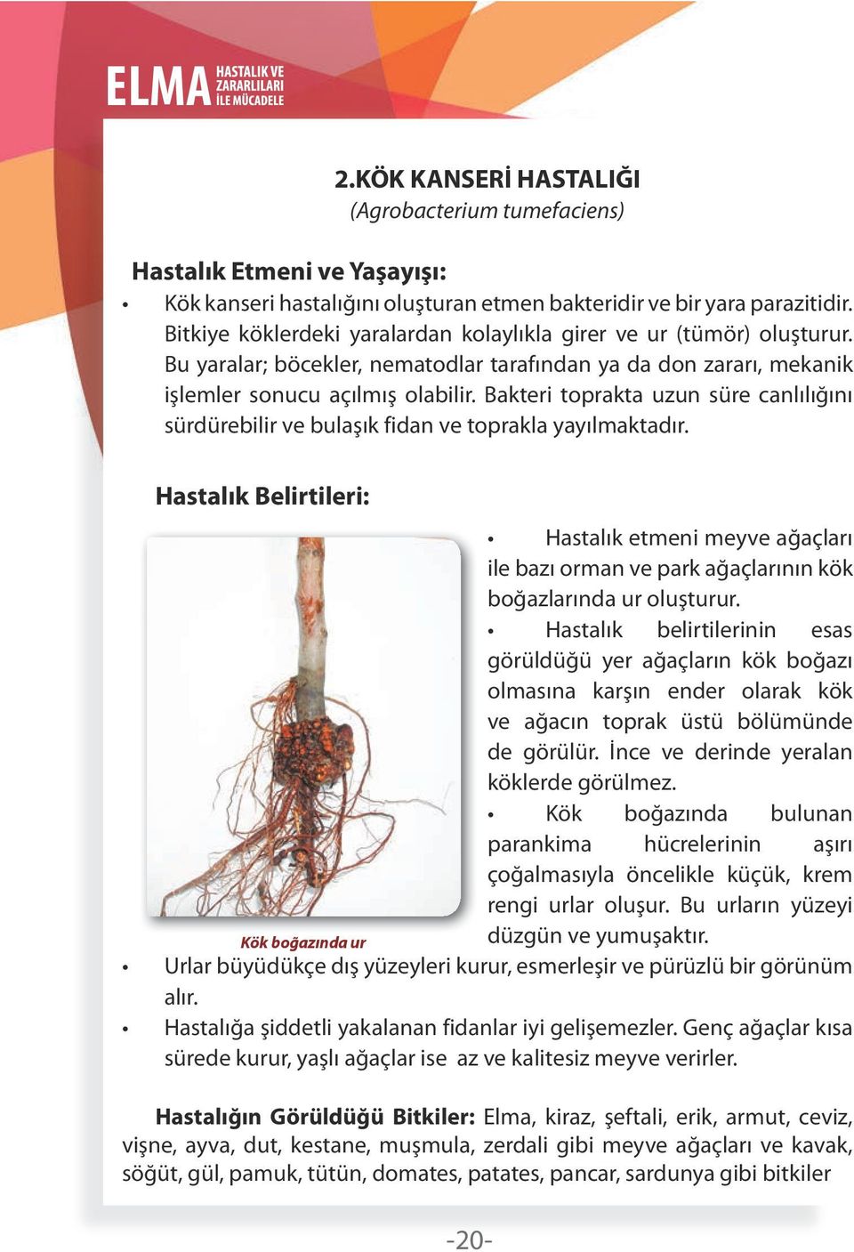 Bakteri toprakta uzun süre canlılığını sürdürebilir ve bulaşık fidan ve toprakla yayılmaktadır.