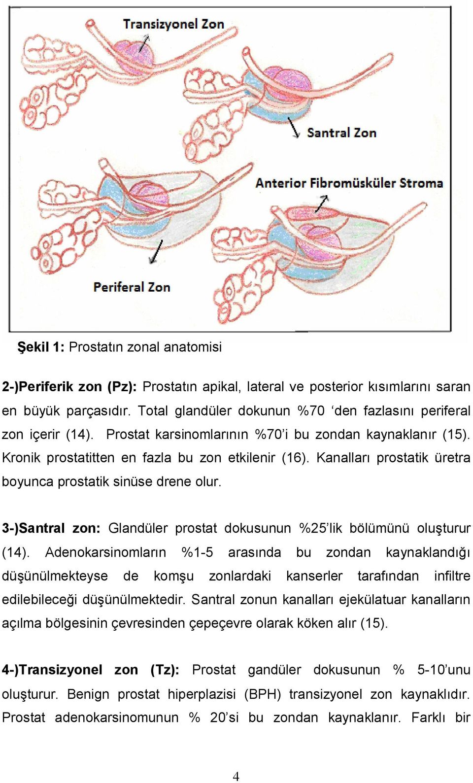 Kanalları prostatik üretra boyunca prostatik sinüse drene olur. 3-)Santral zon: Glandüler prostat dokusunun %25 lik bölümünü oluşturur (14).