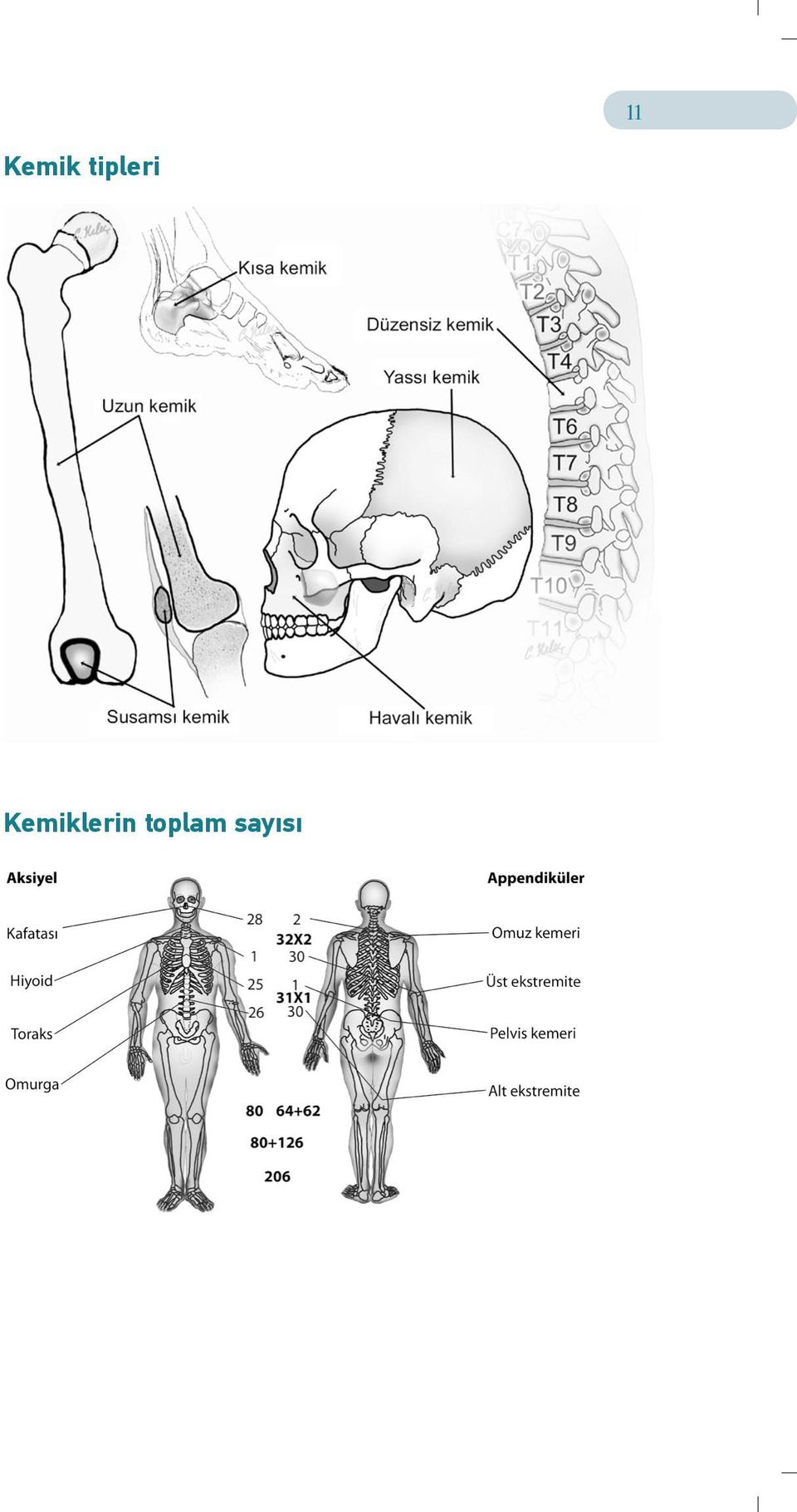 Kemiklerin