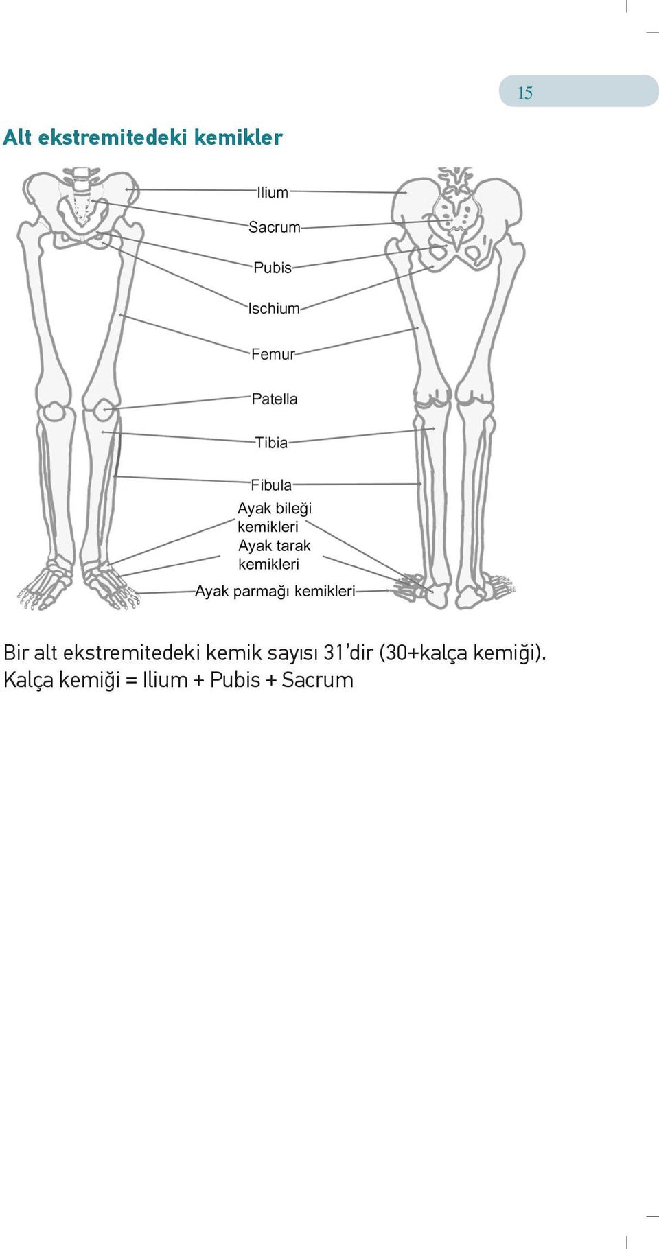sayısı 31 dir (30+kalça kemiği).