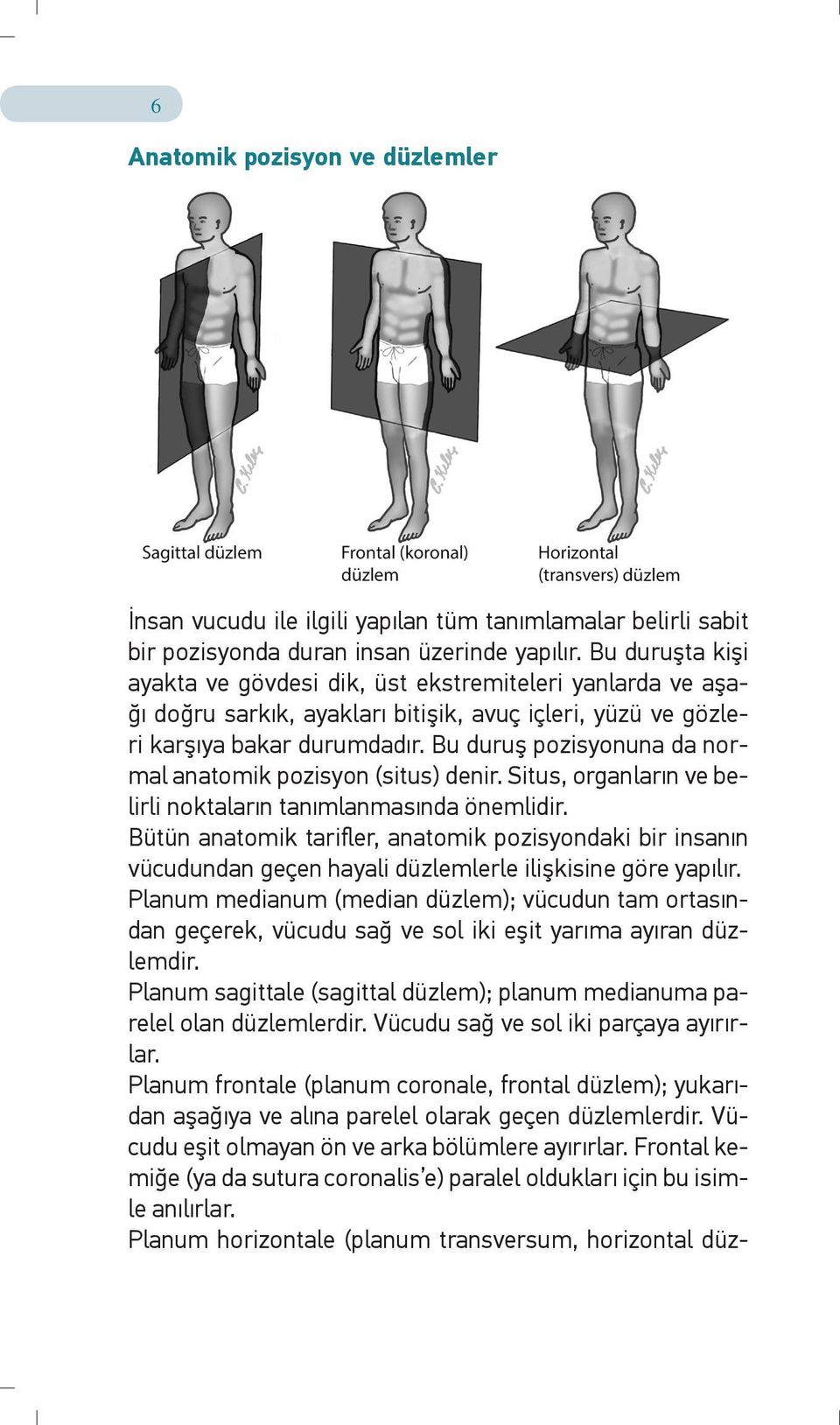 Bu duruş pozisyonuna da normal anatomik pozisyon (situs) denir. Situs, organların ve belirli noktaların tanımlanmasında önemlidir.