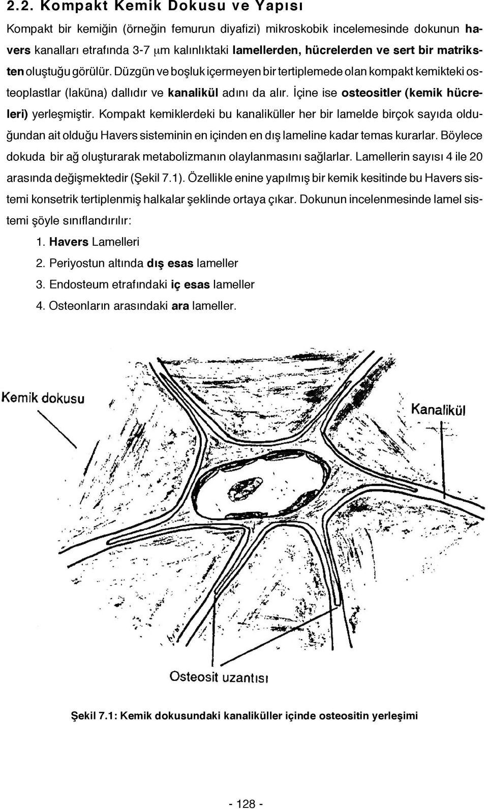 İçine ise osteositler (kemik hücreleri) yerleşmiştir.