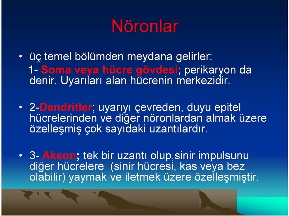 2-Dendritler; uyarıyı çevreden, duyu epitel hücrelerinden ve diğer nöronlardan almak üzere