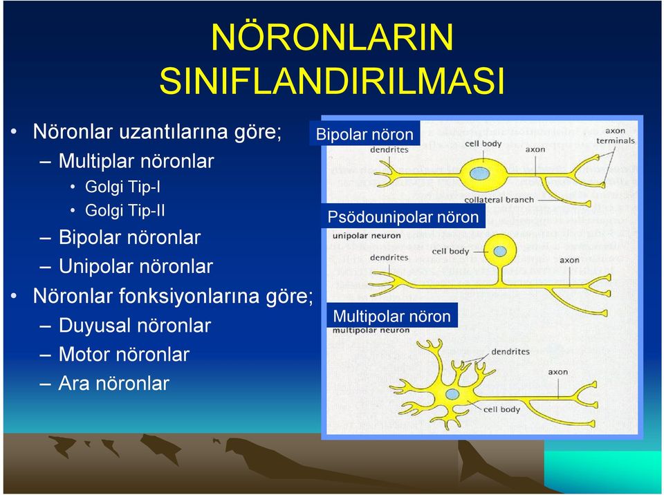 Unipolar nöronlar Nöronlar fonksiyonlarına göre; Duyusal nöronlar
