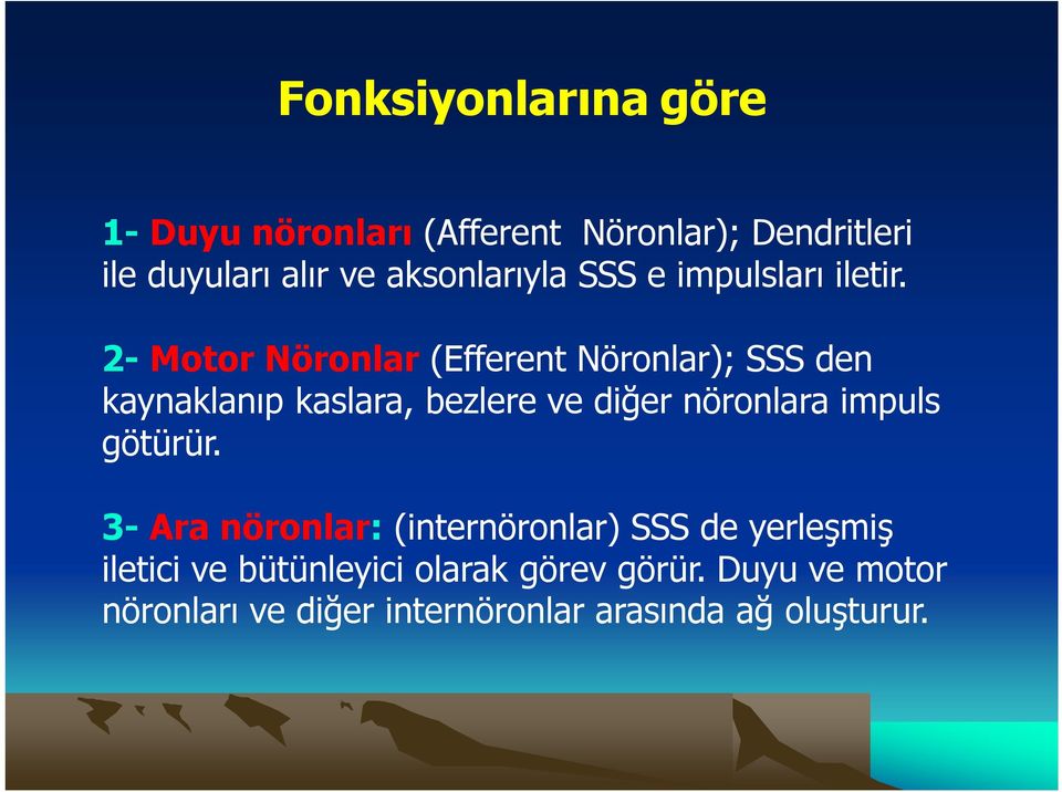 2- Motor Nöronlar (Efferent Nöronlar); SSS den kaynaklanıp kaslara, bezlere ve diğer nöronlara