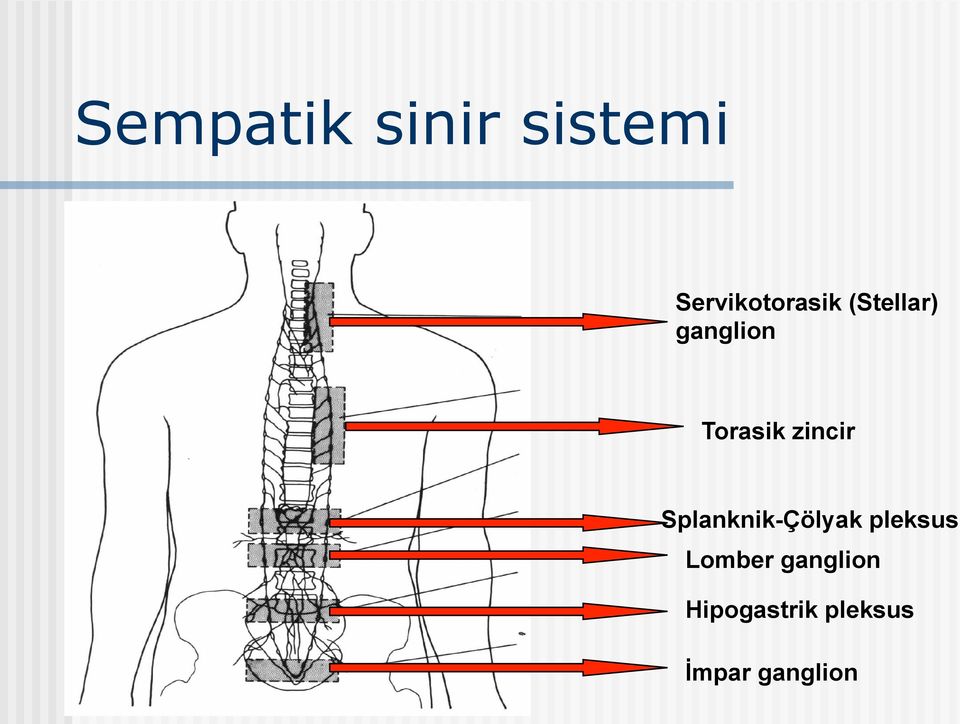 Torasik zincir Splanknik-Çölyak