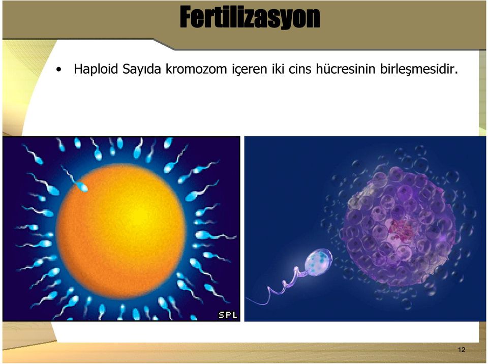 kromozom içeren iki