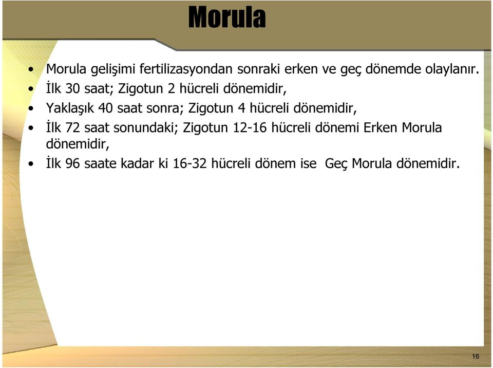 hücreli dönemidir, İlk 72 saat sonundaki; Zigotun 12-16 hücreli dönemi Erken