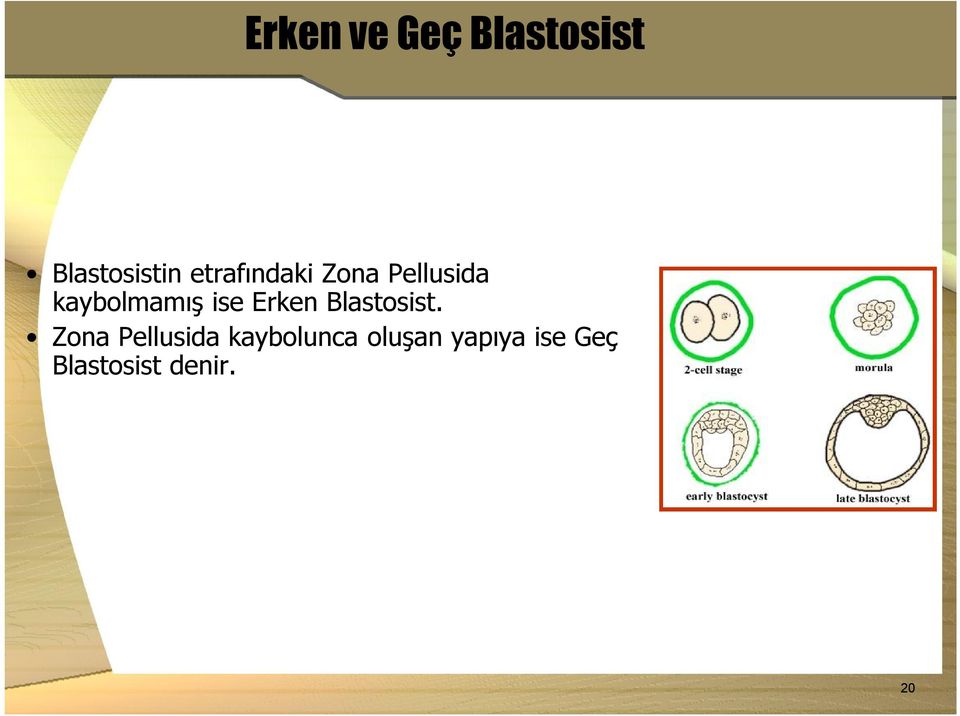 ise Erken Blastosist.