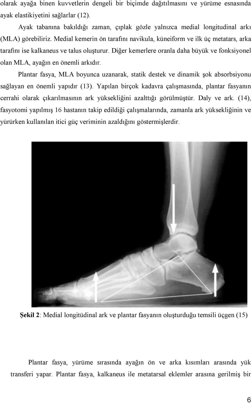 Medial kemerin ön tarafını navikula, küneiform ve ilk üç metatars, arka tarafını ise kalkaneus ve talus oluşturur. Diğer kemerlere oranla daha büyük ve fonksiyonel olan MLA, ayağın en önemli arkıdır.