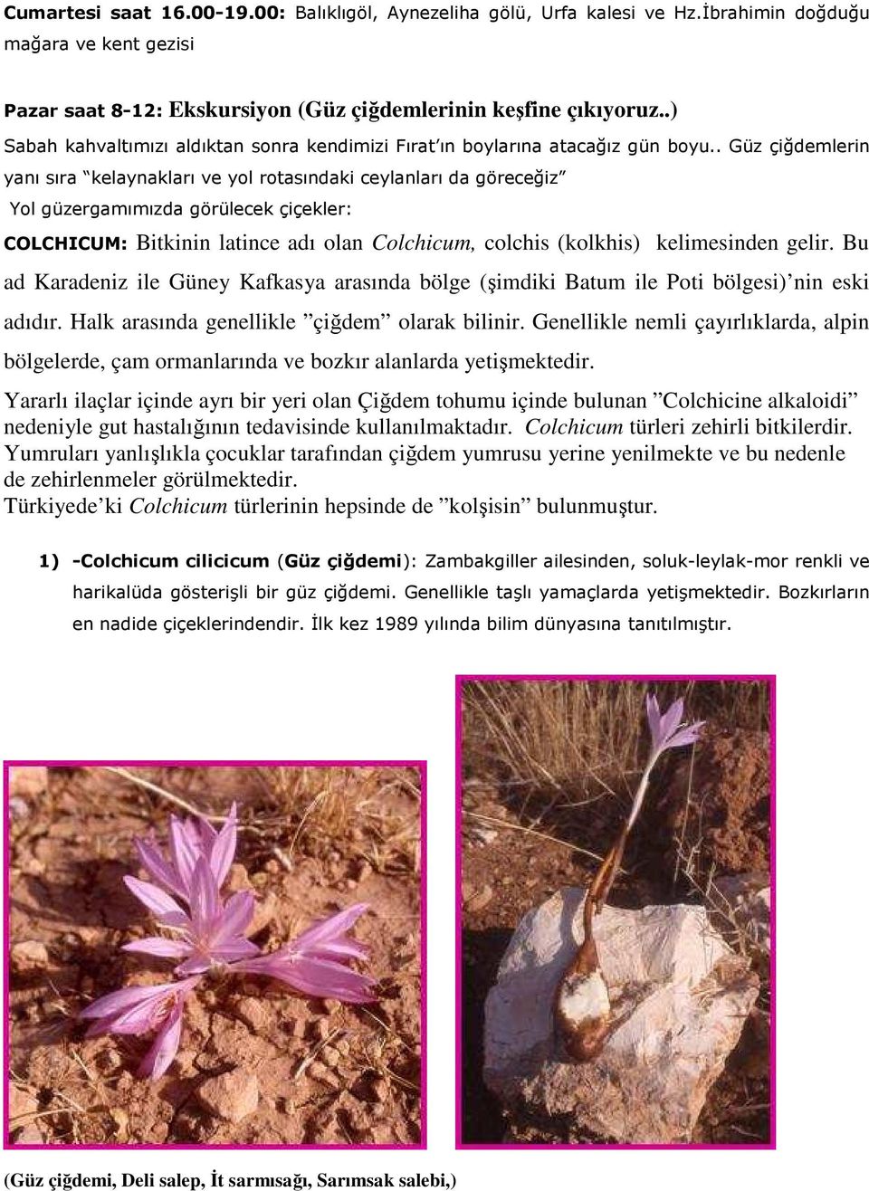 . Güz çiğdemlerin yanı sıra kelaynakları ve yol rotasındaki ceylanları da göreceğiz Yol güzergamımızda görülecek çiçekler: COLCHICUM: Bitkinin latince adı olan Colchicum, colchis (kolkhis)